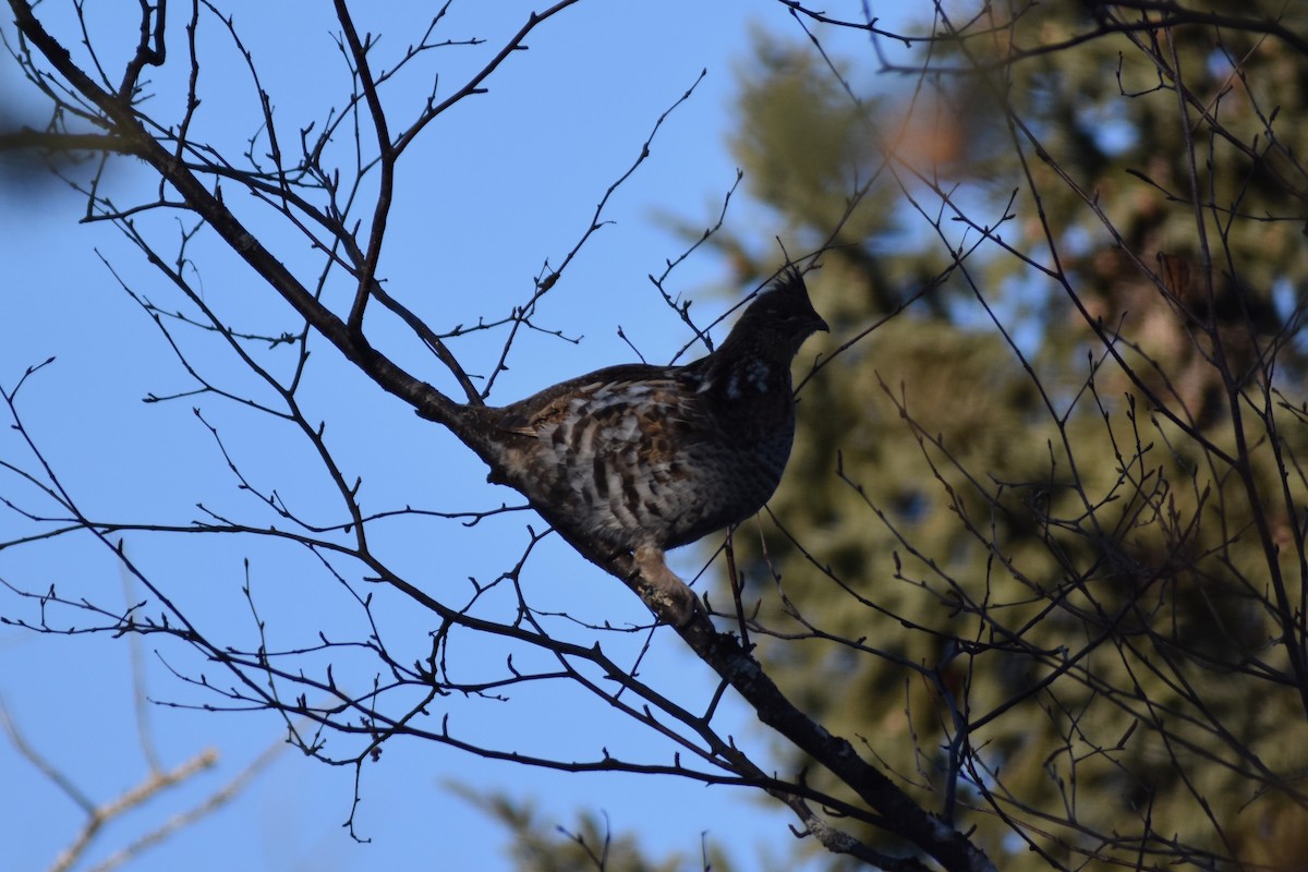 Ruffed Grouse - ML89229361