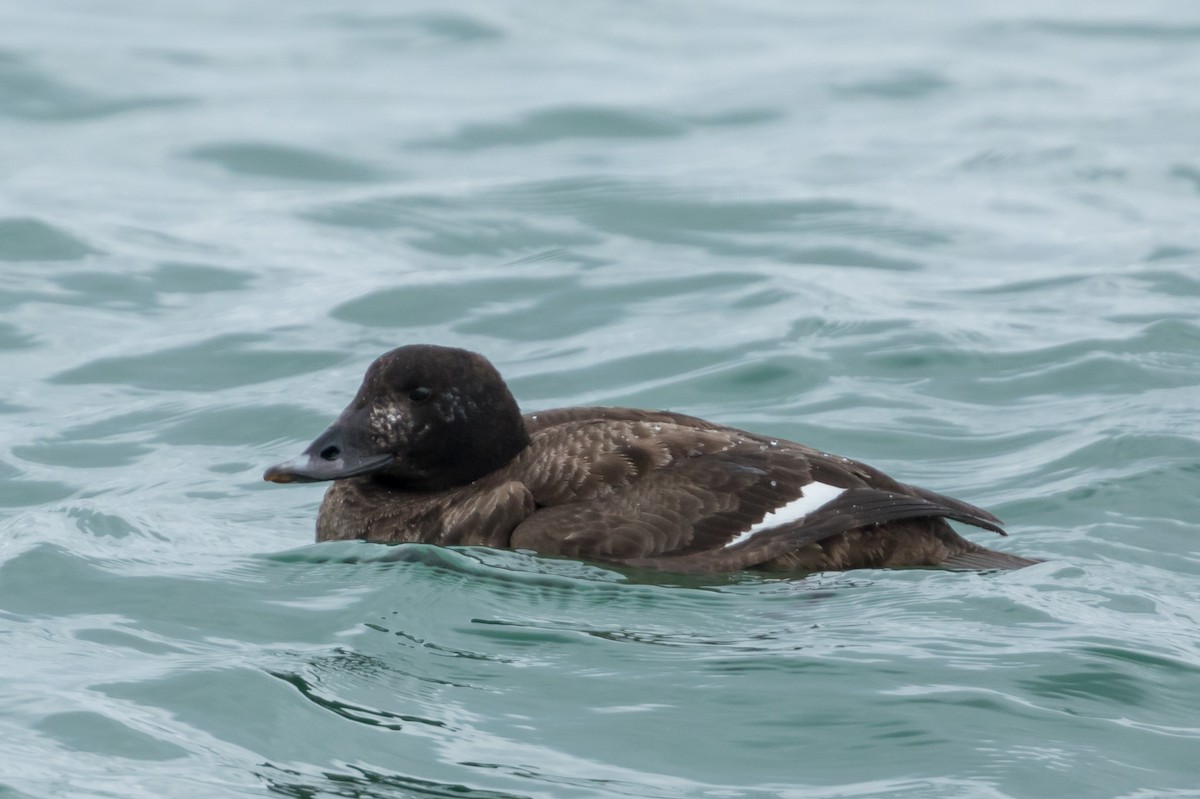 White-winged Scoter - ML89229371