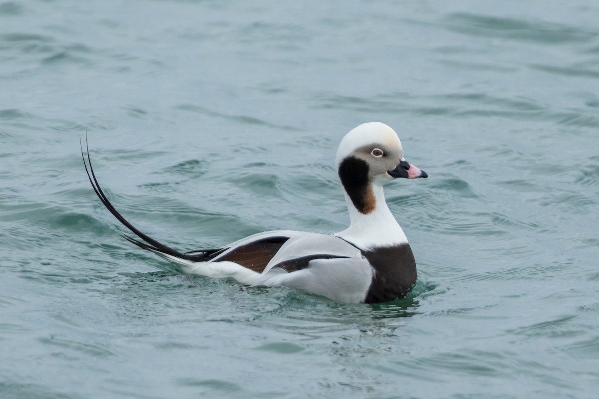 Long-tailed Duck - Kyle Blaney