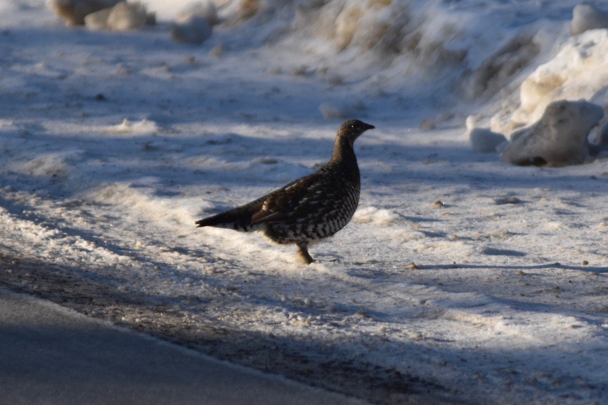 Spruce Grouse (Spruce) - ML89229431