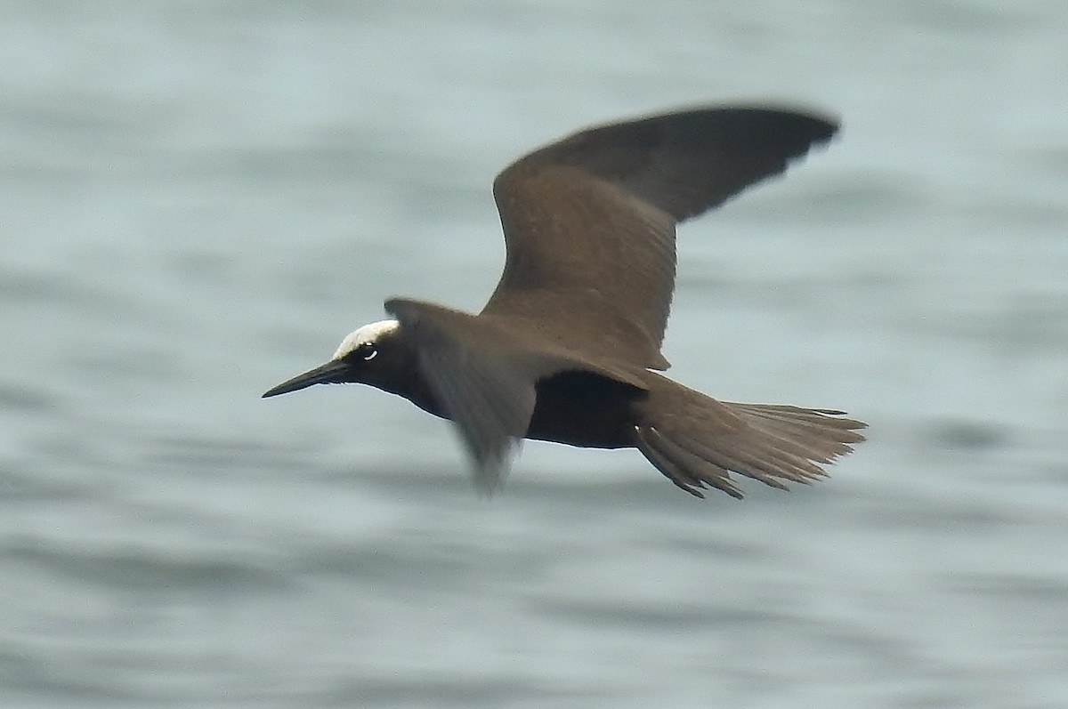 Black Noddy - Steven McBride