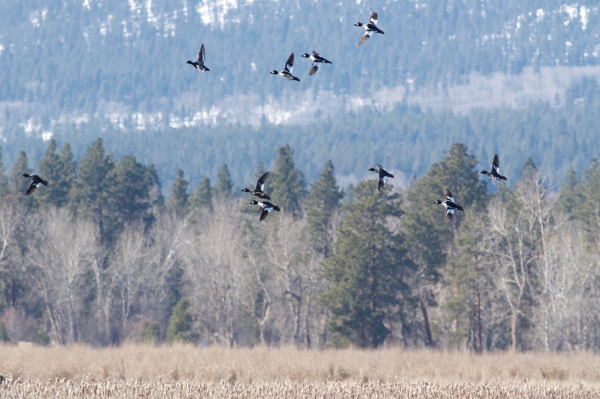 Common Goldeneye - ML89232881