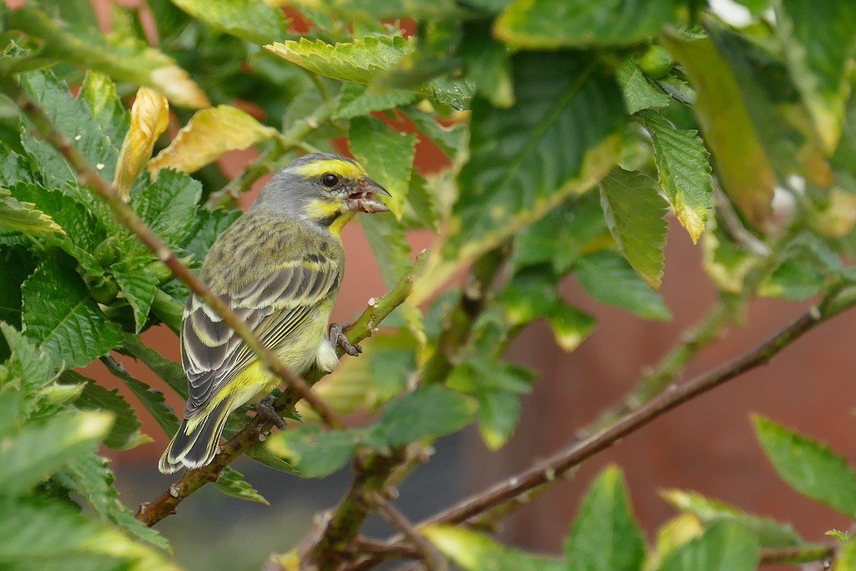 Yellow-fronted Canary - Lorrie Anderson