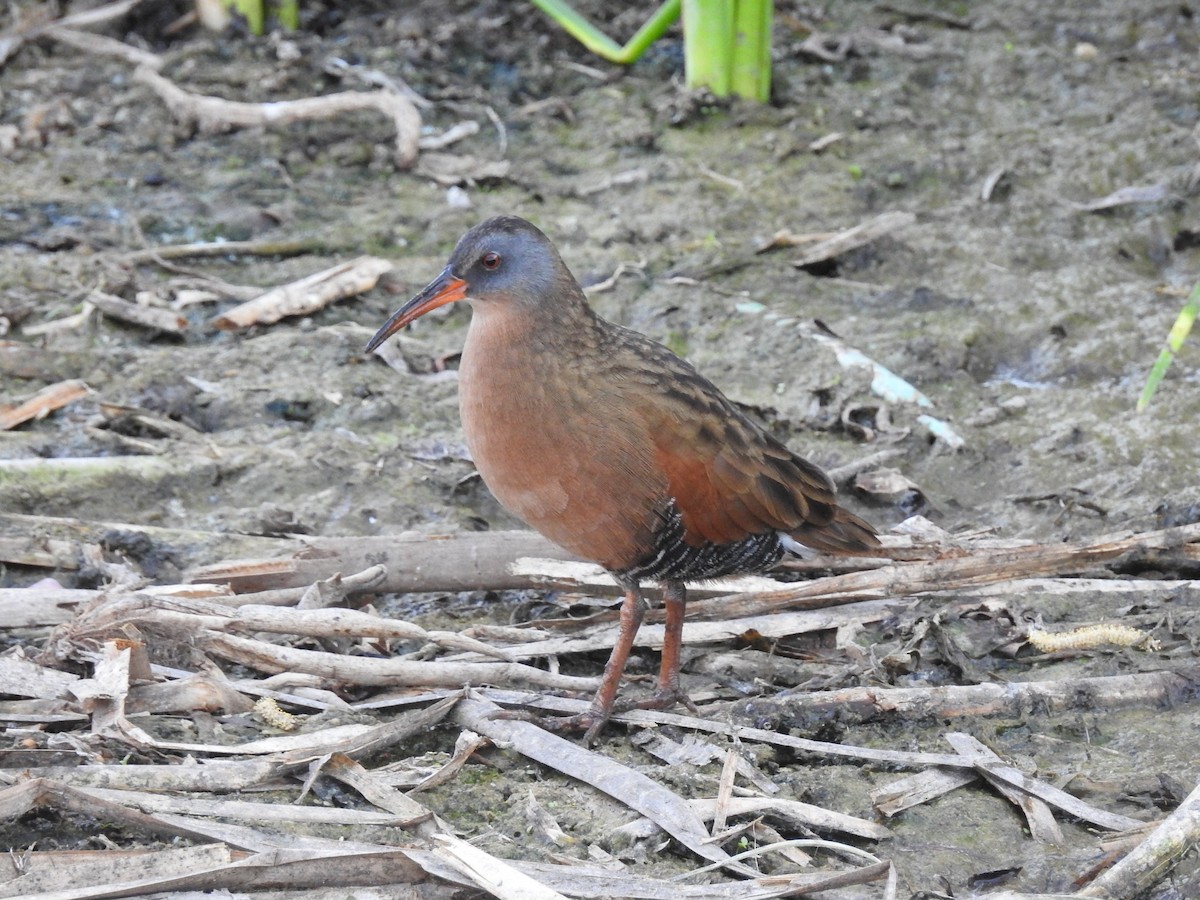 Virginia Rail - ML89235061