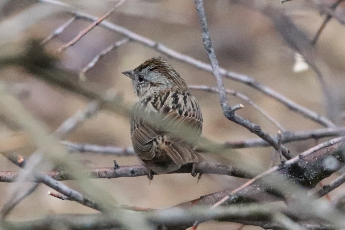 Lincoln's Sparrow - Bez Bezuidenhout