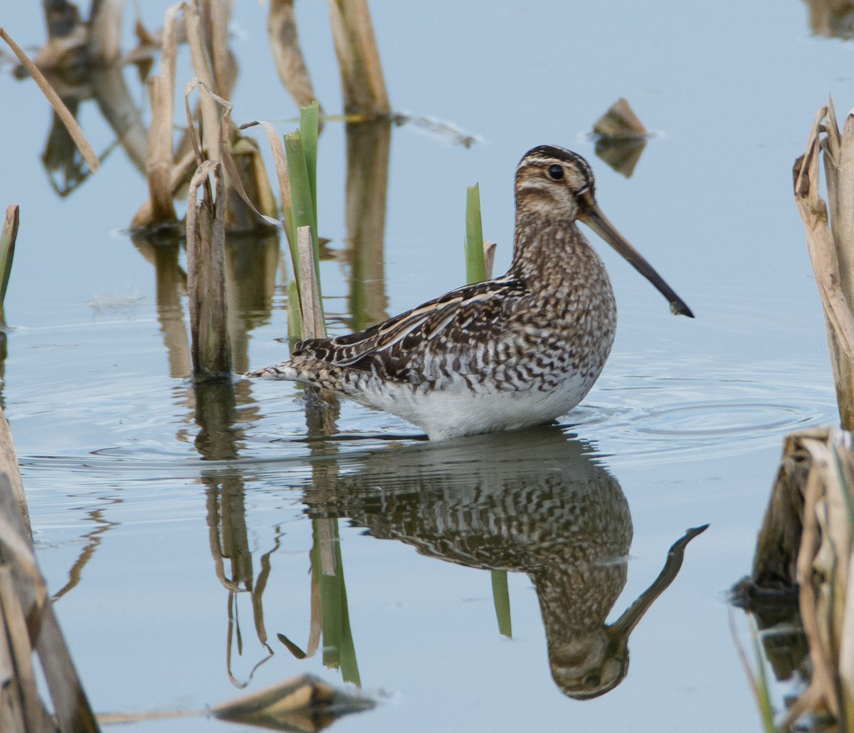 Wilson's Snipe - Louisa Evers