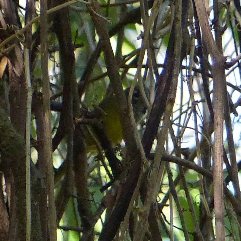 Dickichtwaldsänger - ML89235891