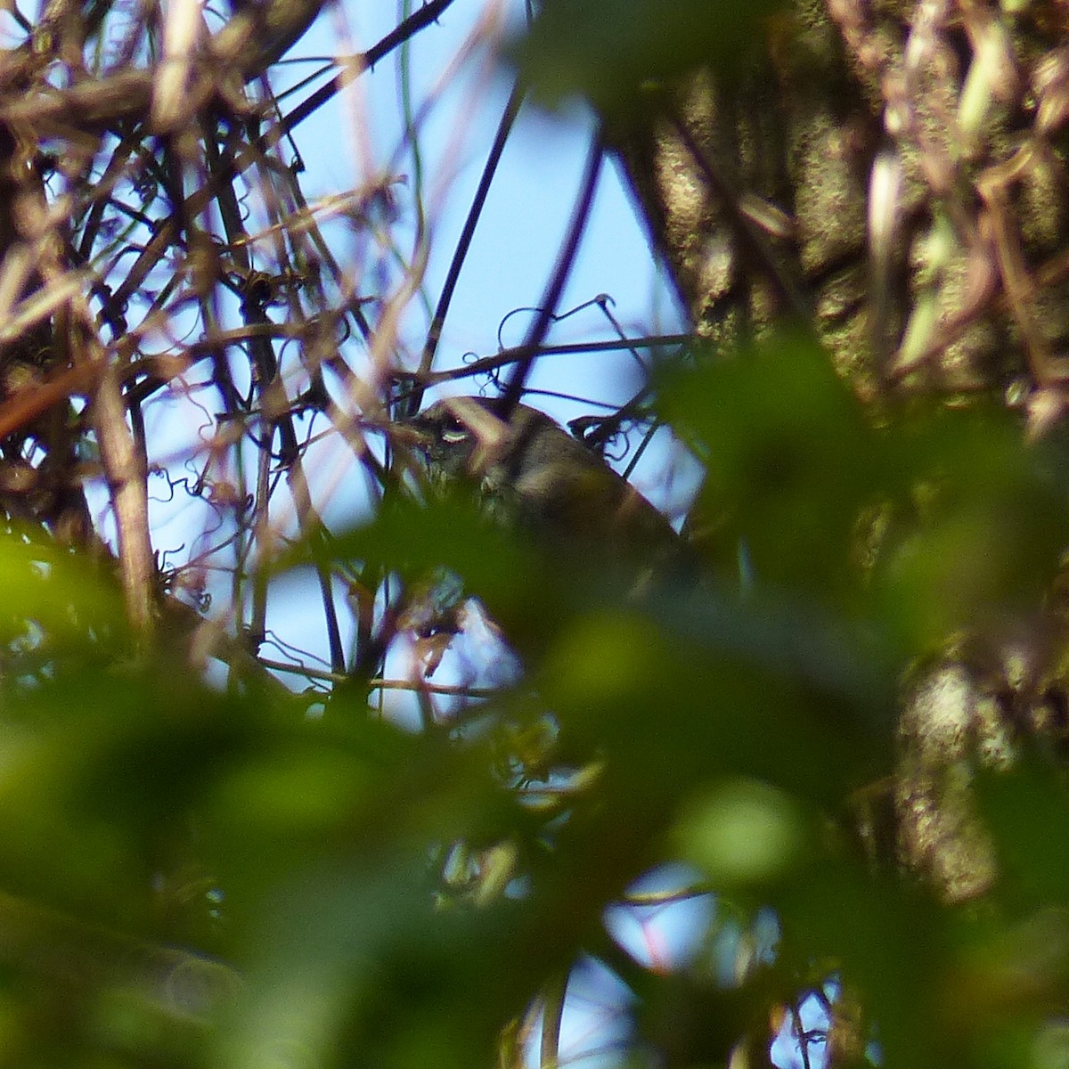 Dickichtwaldsänger - ML89235981