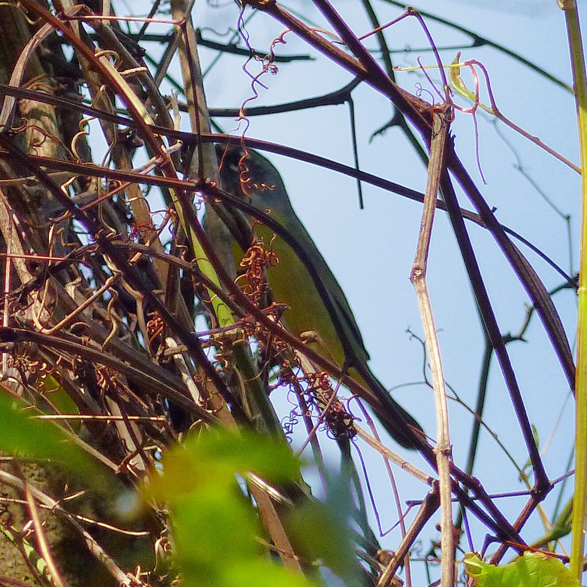 Dickichtwaldsänger - ML89236021