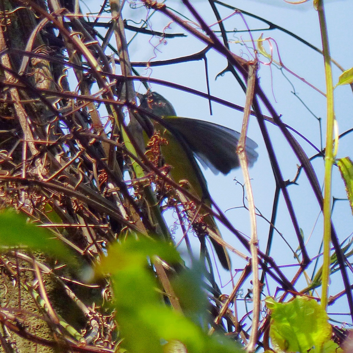 Dickichtwaldsänger - ML89236041