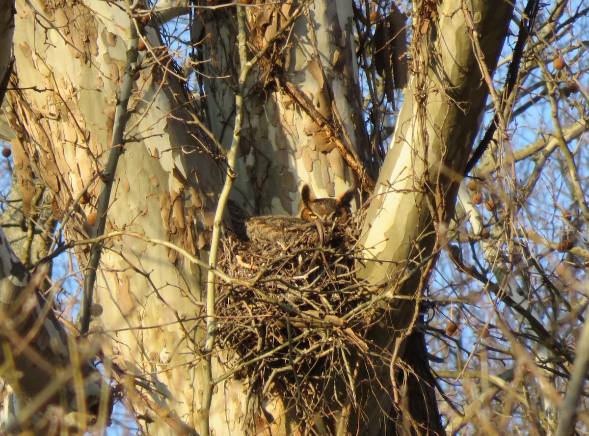 Great Horned Owl - ML89239171