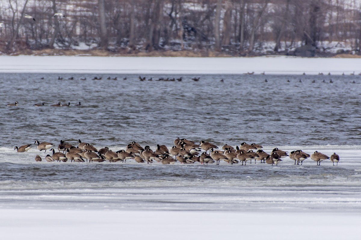 Canada Goose - ML89240151