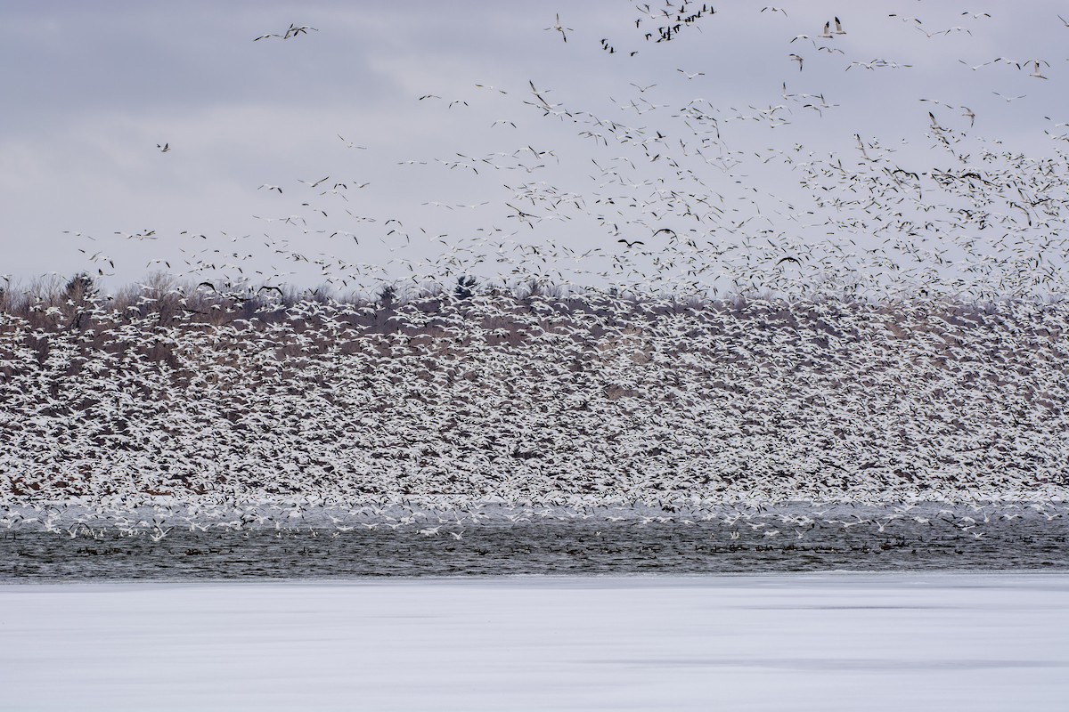 Snow Goose - ML89240201