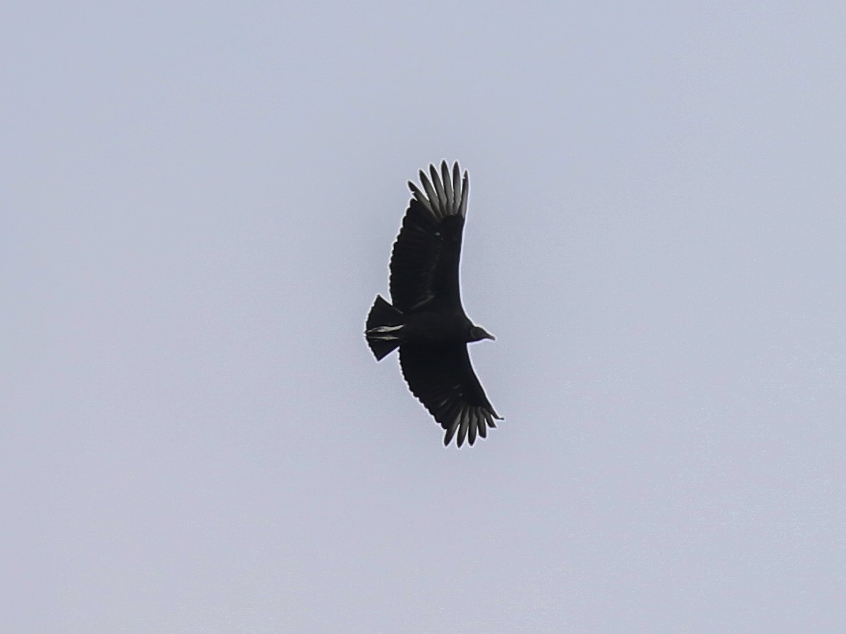 Black Vulture - ML89250001