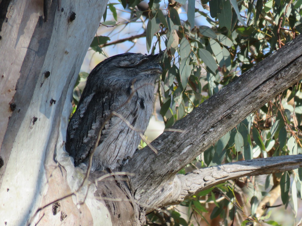 Tawny Frogmouth - ML89250251