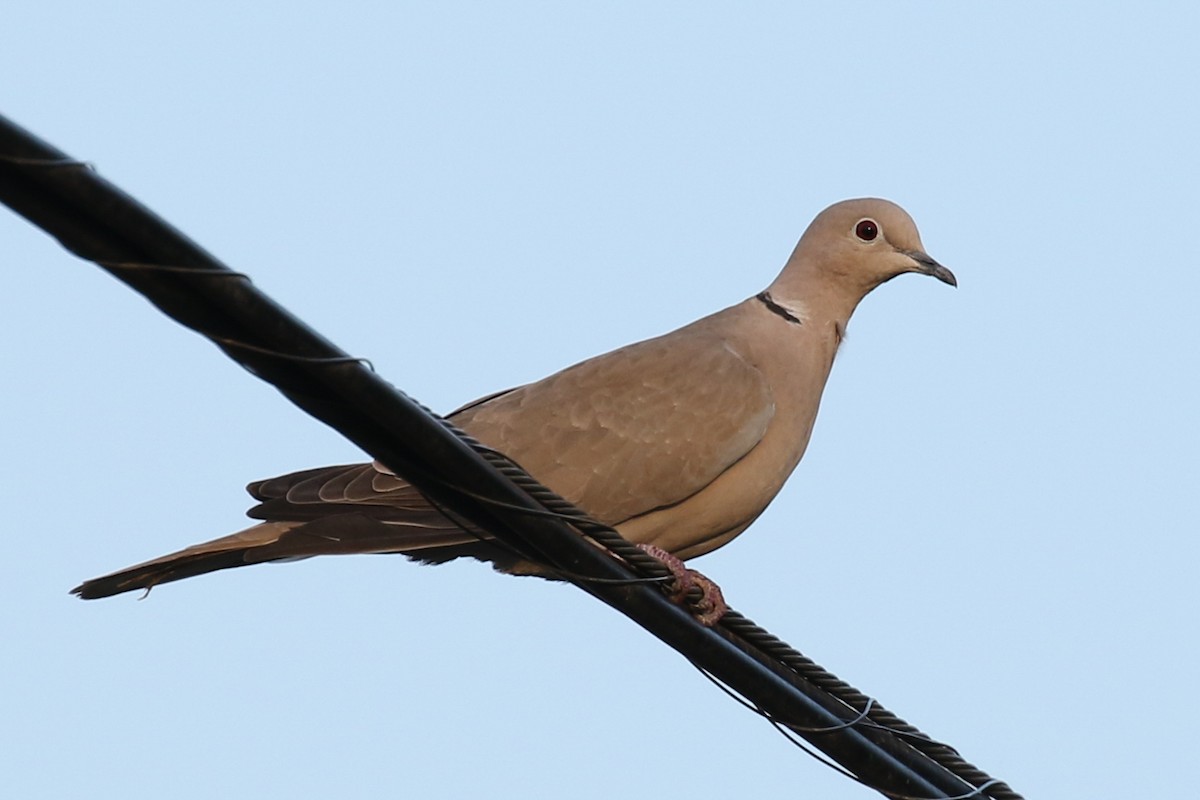 Eurasian Collared-Dove - Paul Jacyk