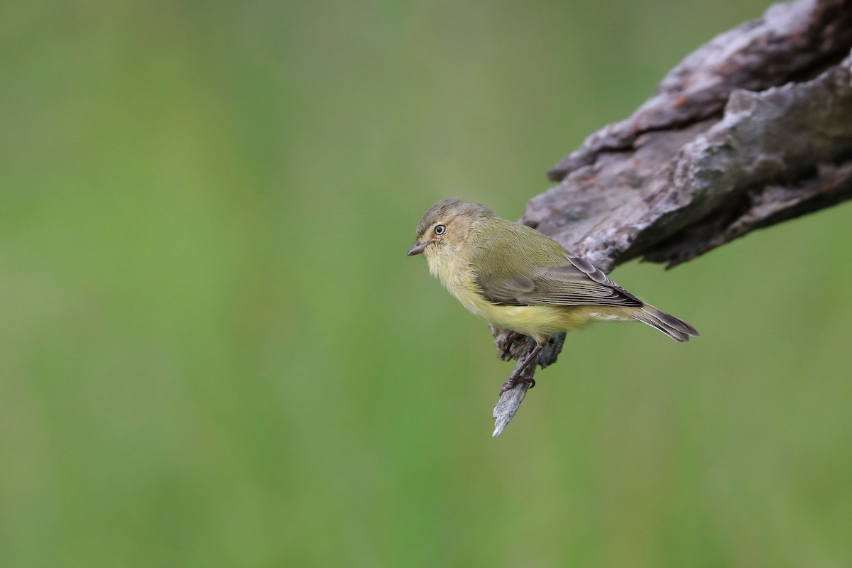 Weebill - ML89254301