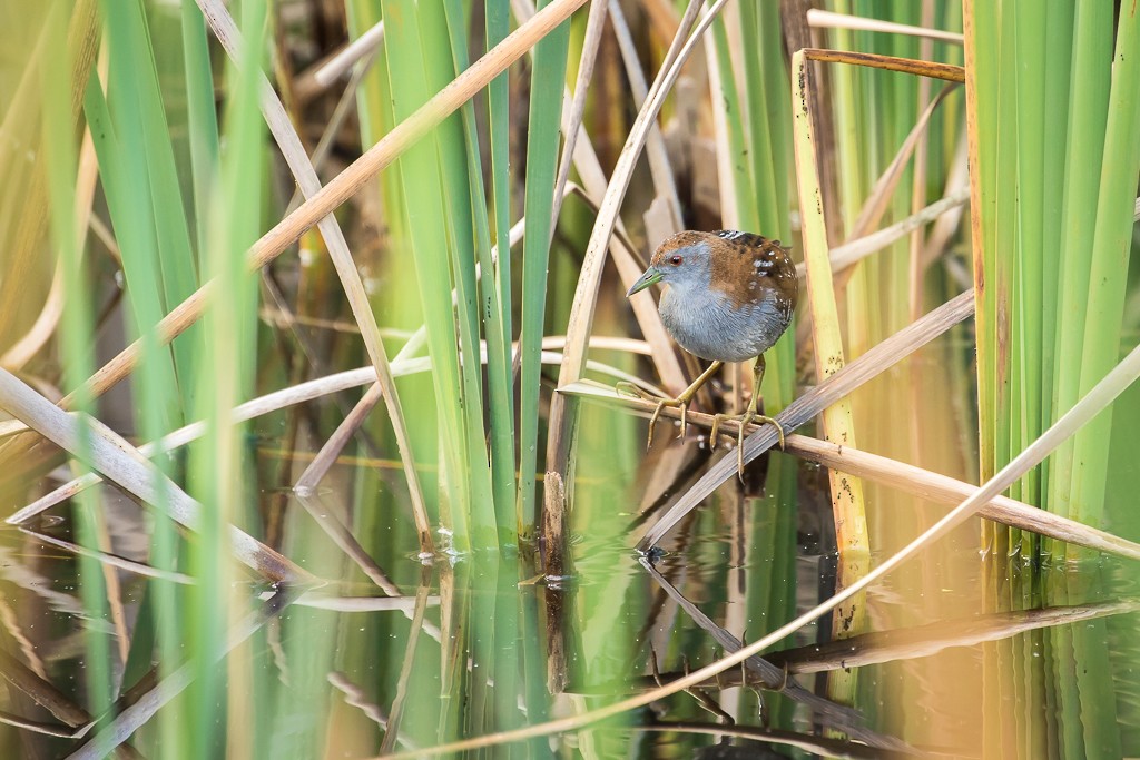 Baillon's Crake - ML89257061