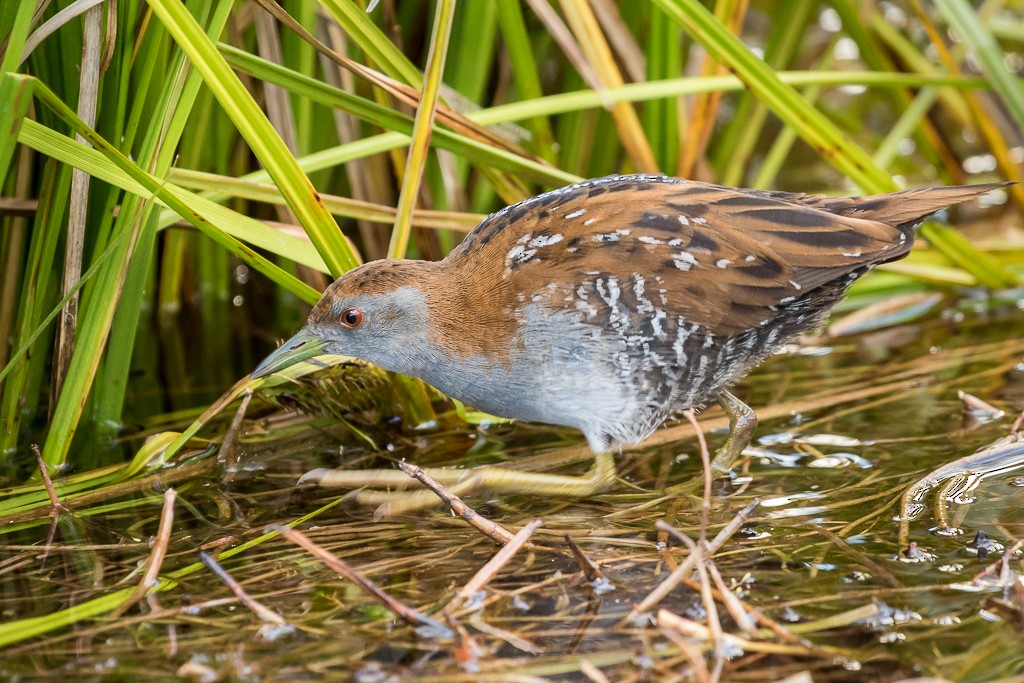 Baillon's Crake - ML89257071