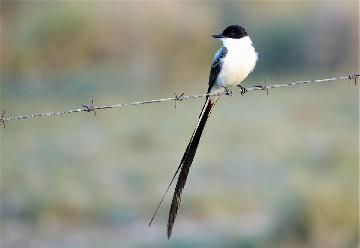 Fork-tailed Flycatcher - ML89257631