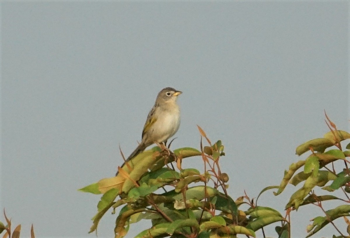 Wedge-tailed Grass-Finch - ML89257871