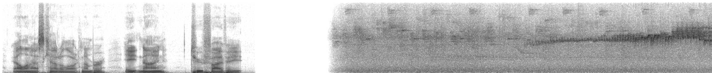 Коронник смугастоголовий (підвид auricularis) - ML89258