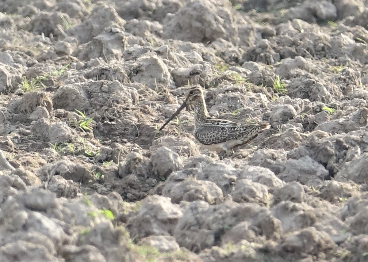 Pantanal Snipe - ML89259151