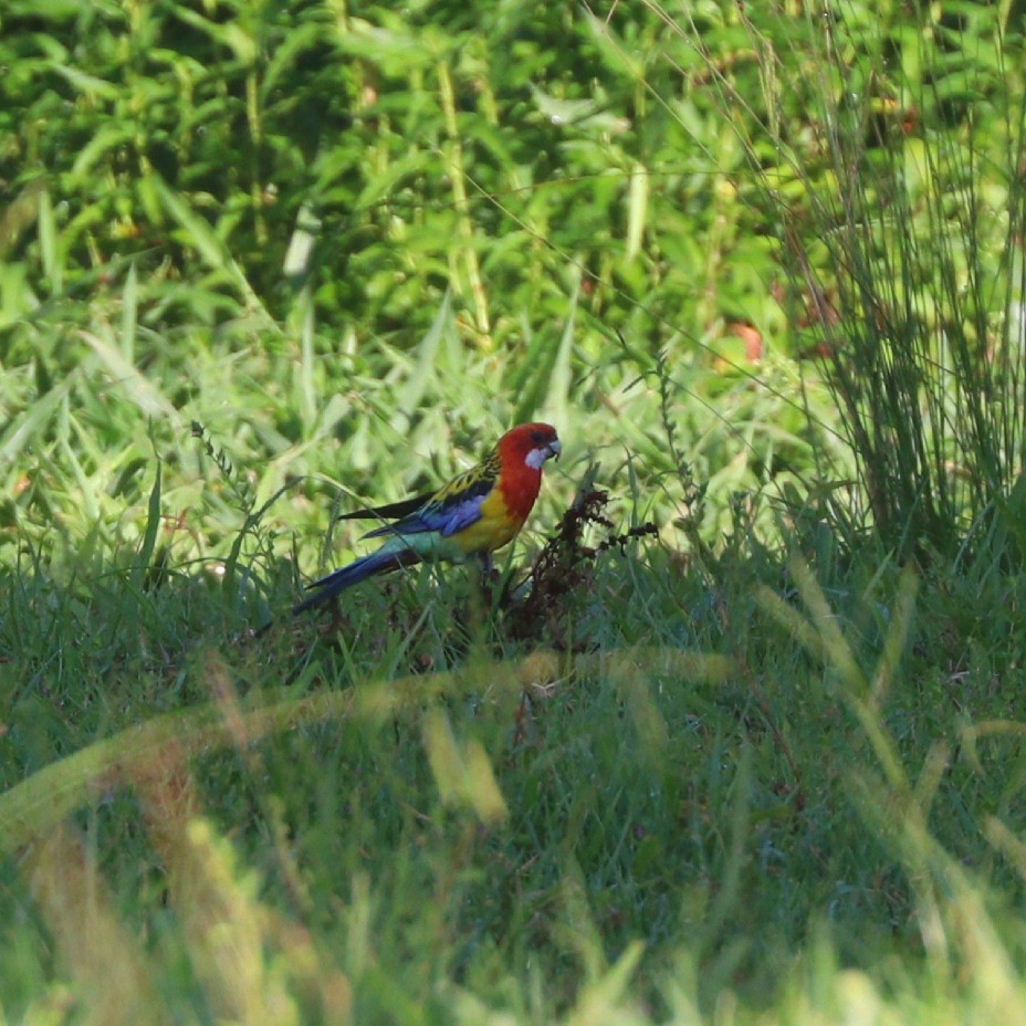 Eastern Rosella - ML89259491