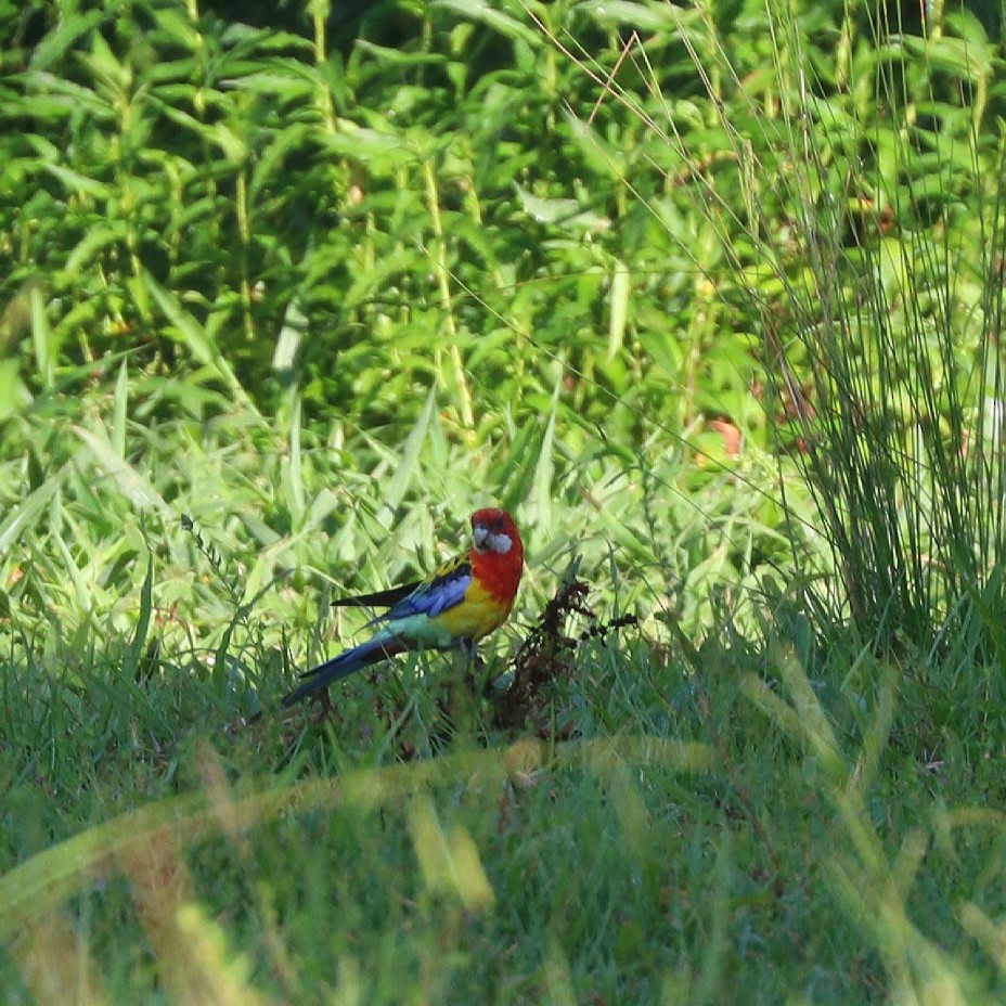 Eastern Rosella - ML89259501