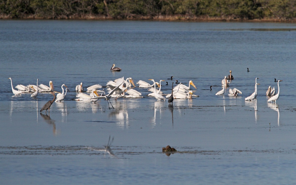 American White Pelican - Christoph Moning