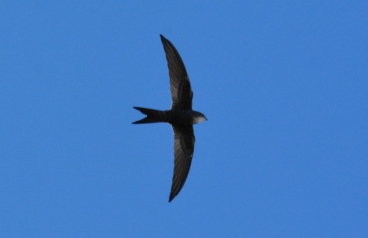 Pacific Swift - ML89265231