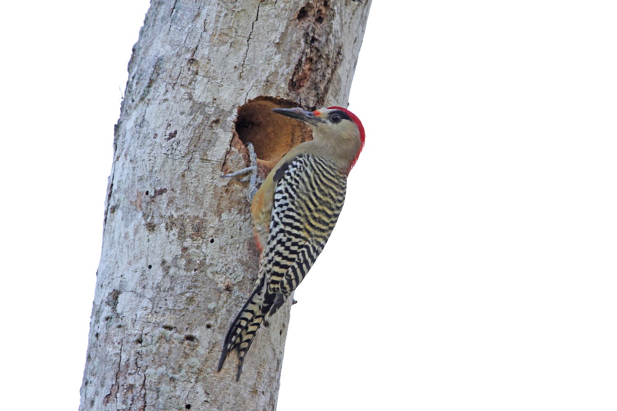 West Indian Woodpecker - Christoph Moning