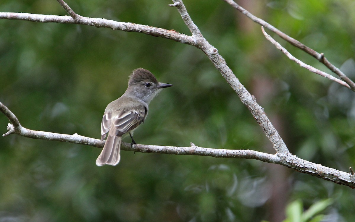 La Sagra's Flycatcher - ML89266141