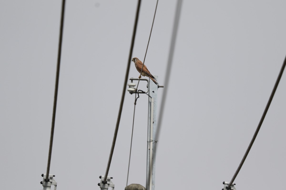 Eurasian Kestrel (Eurasian) - ML89266431