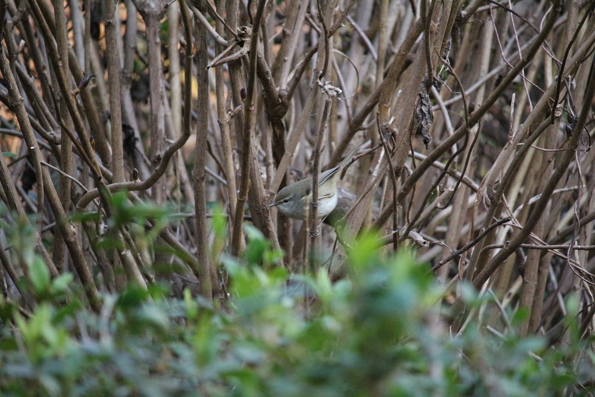 Japanese Bush Warbler - Gus  Go