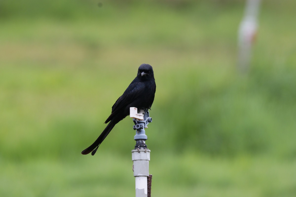 Black Drongo - ML89266481