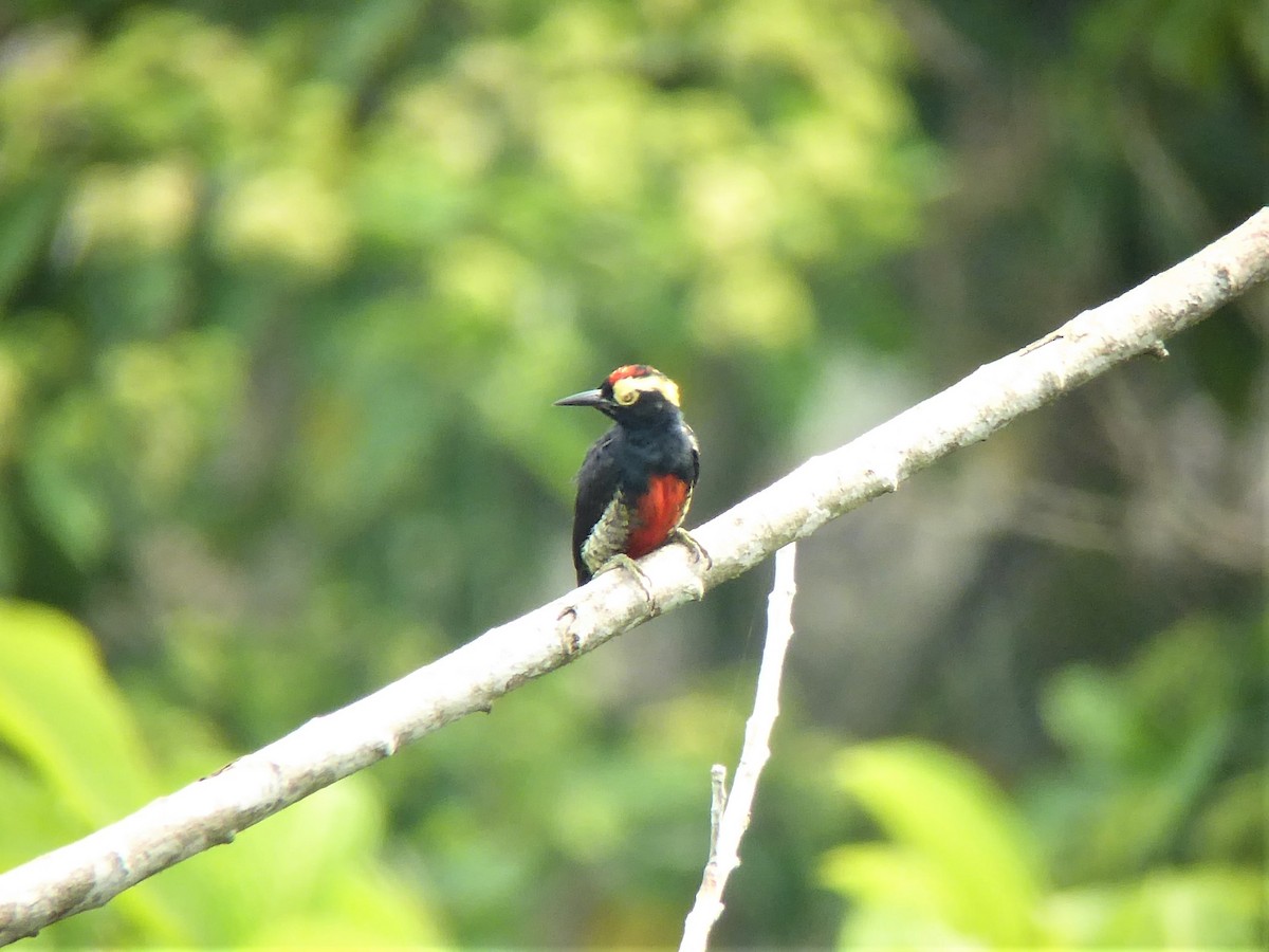 Yellow-tufted Woodpecker - ML89266861