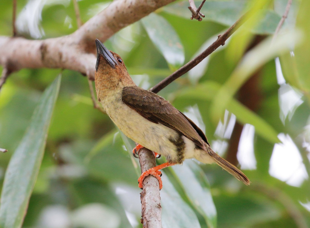 Barbudo Pardo de Malasia - ML89266951