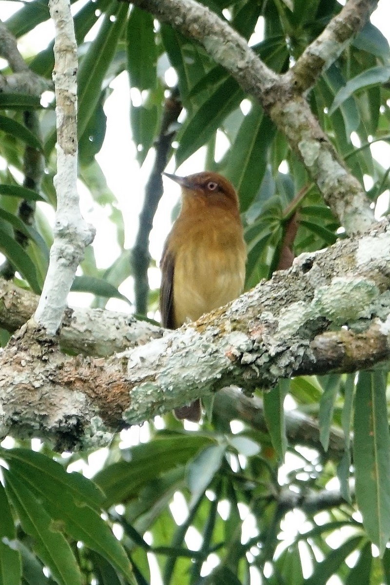 Bright-rumped Attila - ML89267031