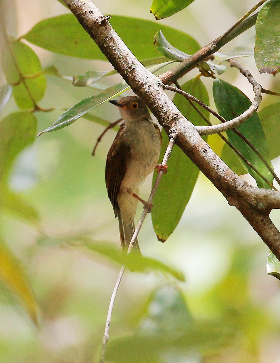 Bulbul oeil-de-feu - ML89267531