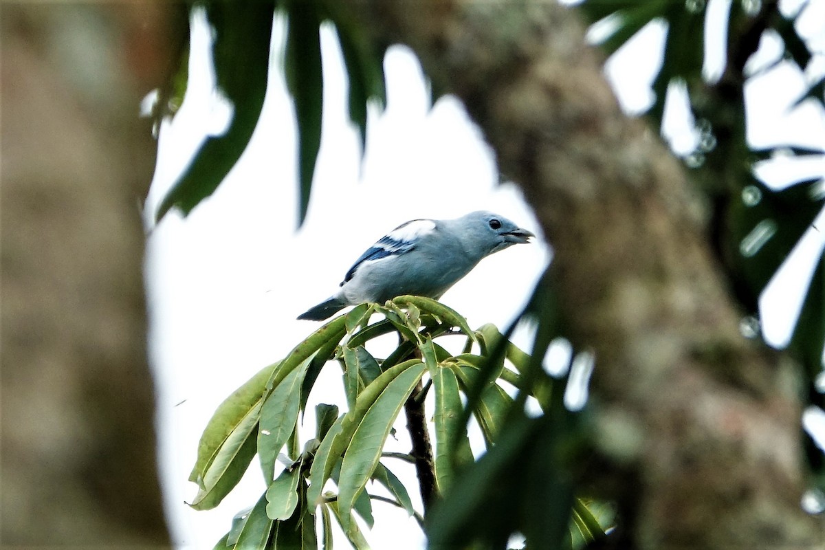 Blue-gray Tanager - Martin Brookes