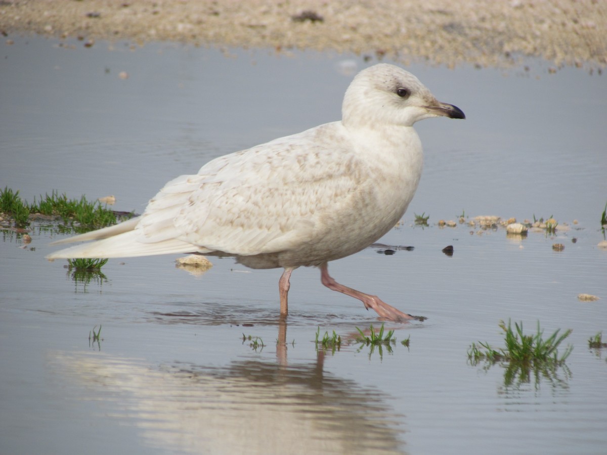 Iceland Gull - ML89267941