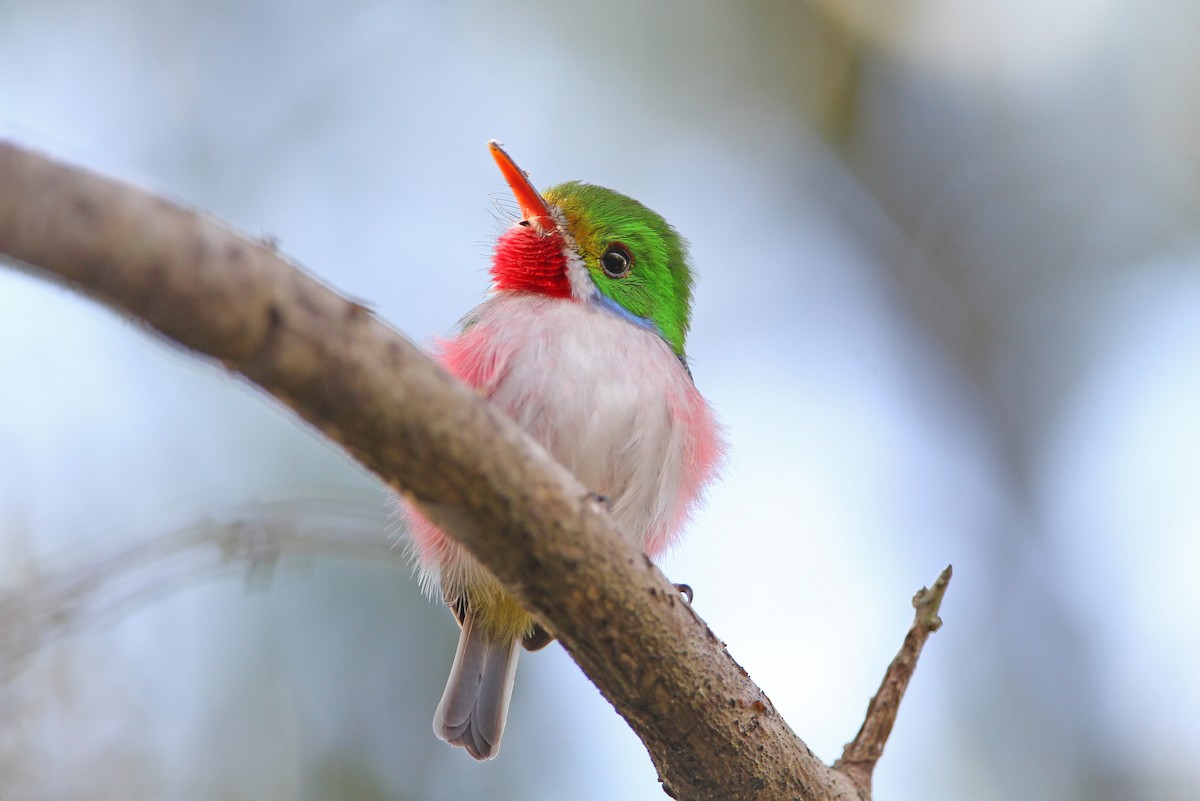 Cuban Tody - ML89268051