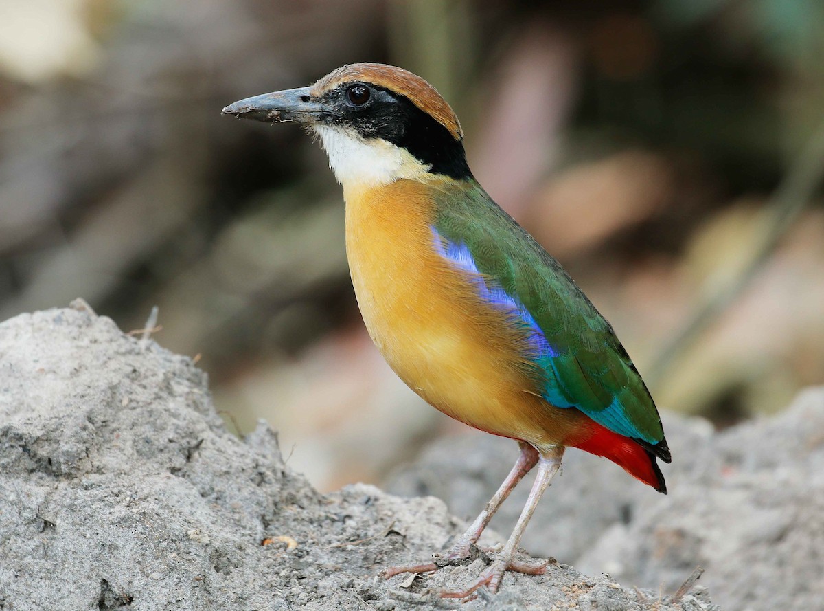 Mangrove Pitta - Neoh Hor Kee