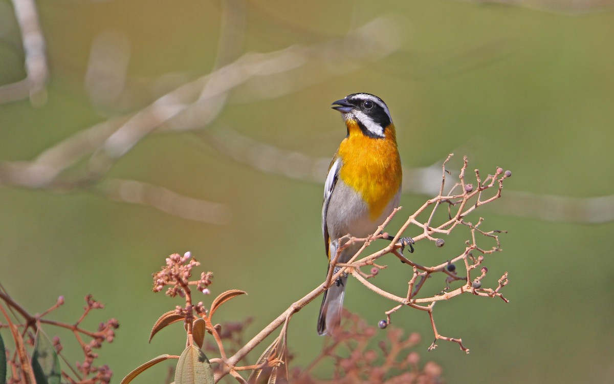 Western Spindalis (Cuban) - Christoph Moning