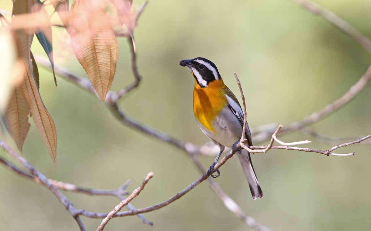 Western Spindalis (Cuban) - Christoph Moning