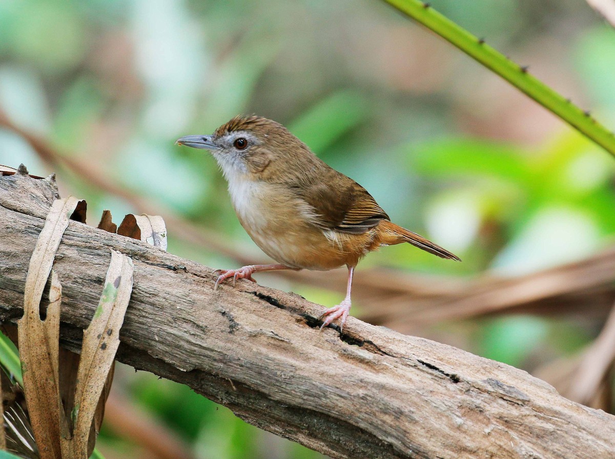 Abbott's Babbler - ML89268541