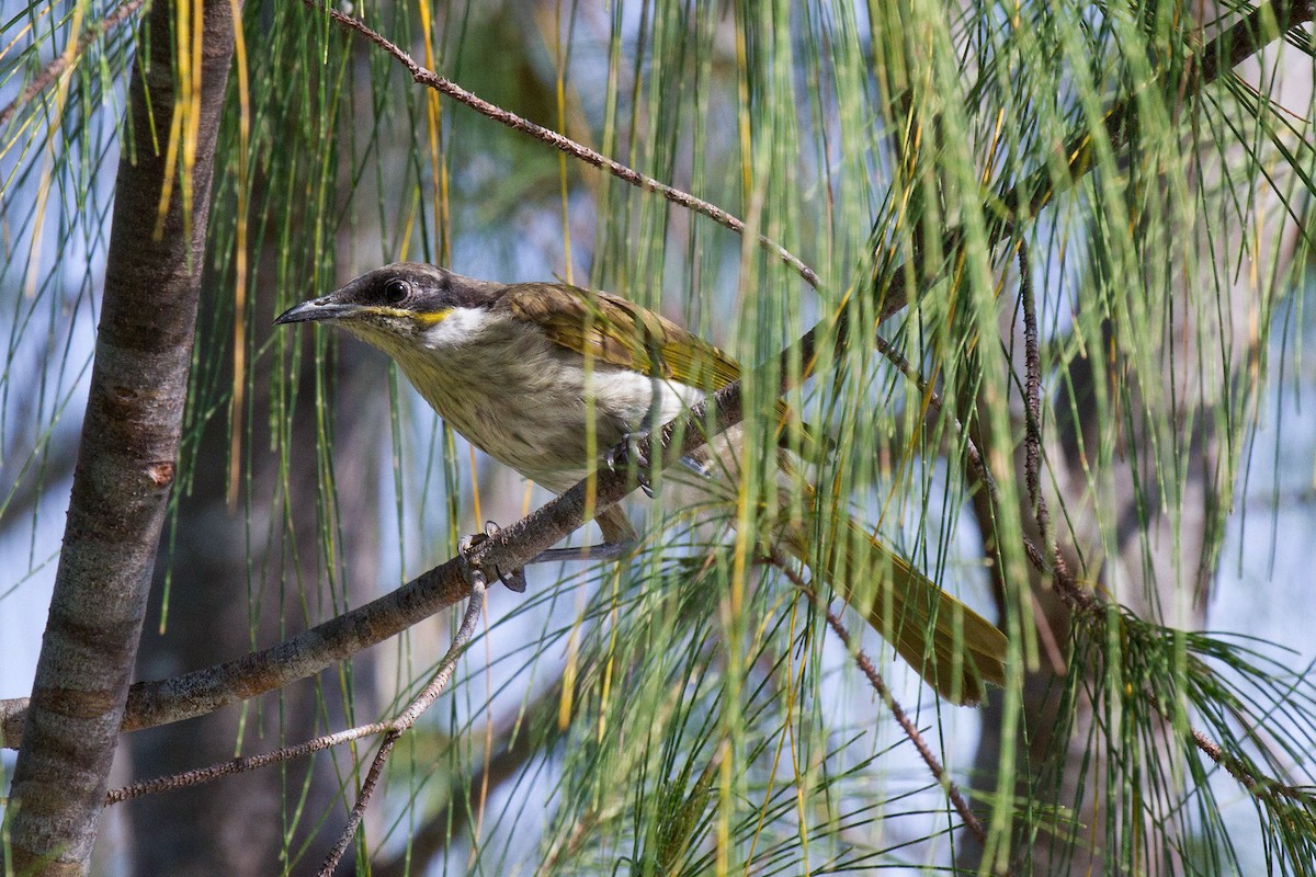Varied Honeyeater - Kristof Zyskowski