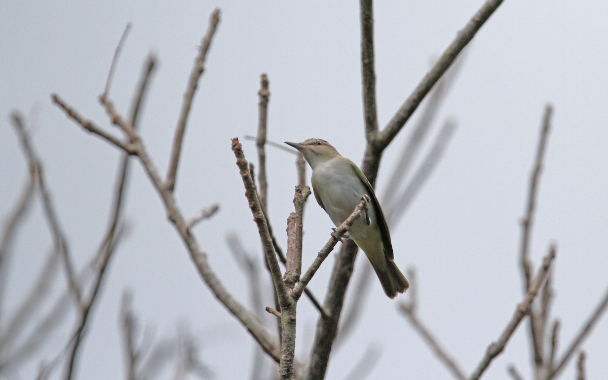 Black-whiskered Vireo - ML89269681