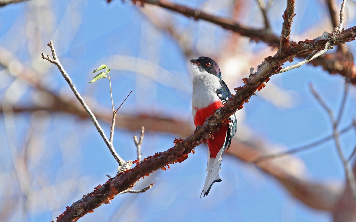 Cuban Trogon - ML89270261